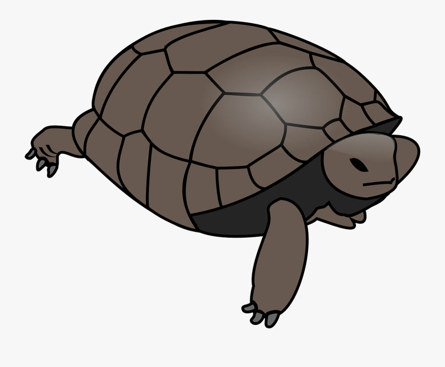 Turtle Clipart Water Turtle - Gambar Cangkang Kura Kura, Transparent Clipart