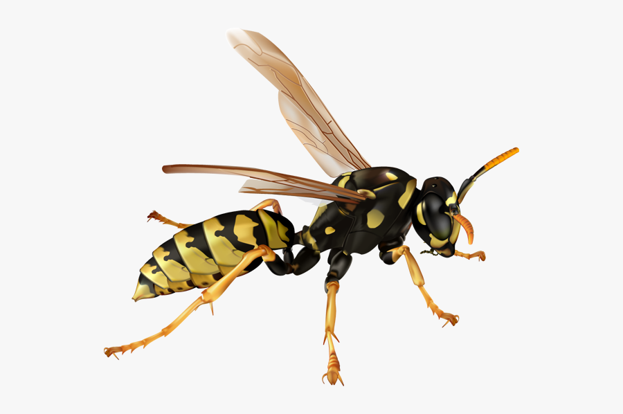 Wasp Transparent, Transparent Clipart