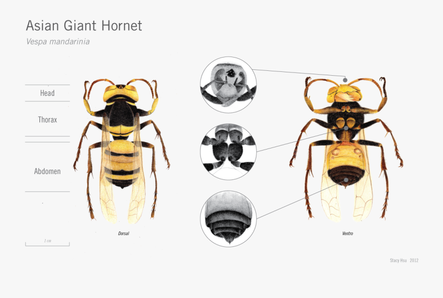 Clip Art Asian Giant Hornets Our - Male Japanese Giant Hornet, Transparent Clipart