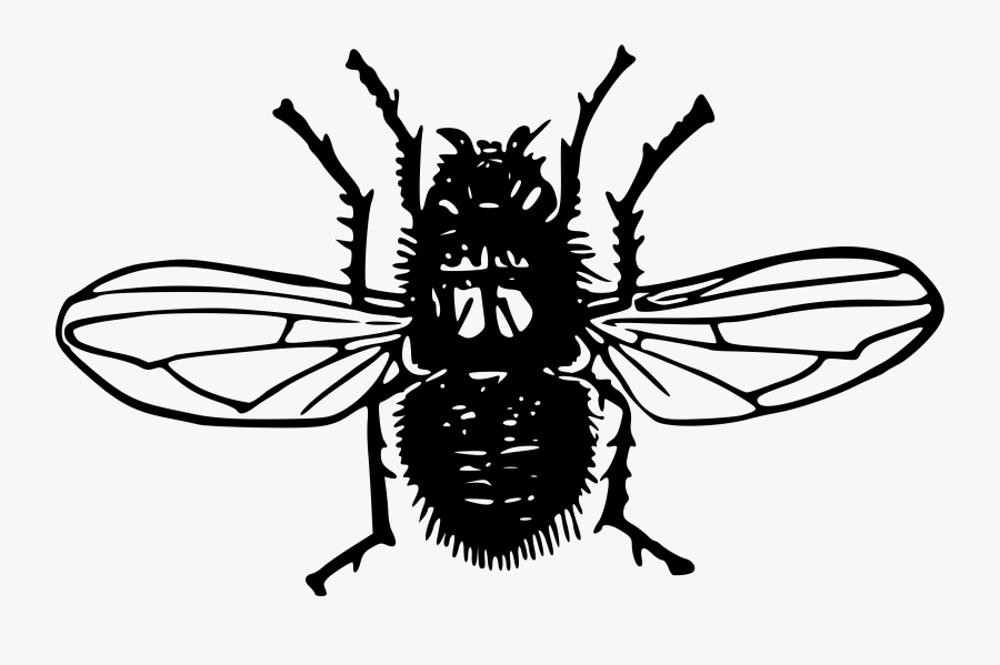 Monochrome - Fly, Transparent Clipart
