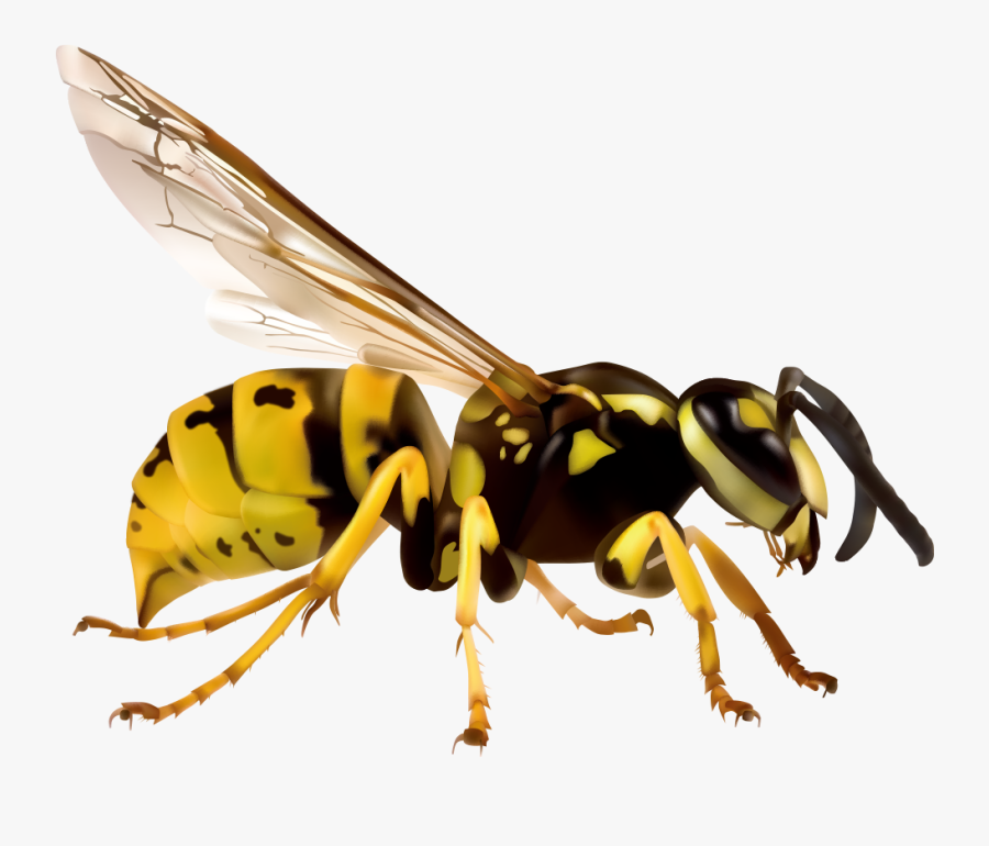 Japanese Giant Hornet European Hornet Vespa Simillima - Hornet White Background, Transparent Clipart