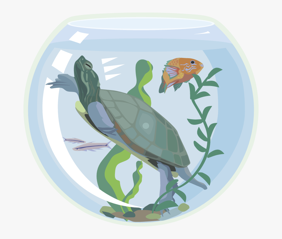 Free Turtle Clipart - Illustration, Transparent Clipart