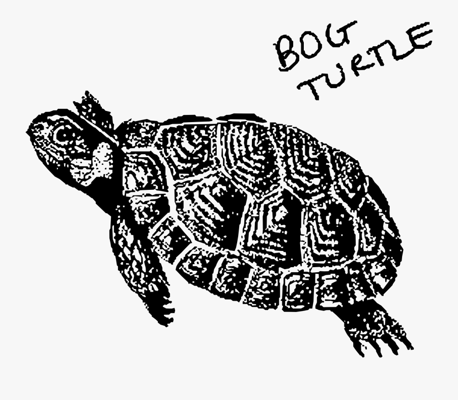 Clipart Turtle Loggerhead Turtle - Black And White Bog Turtle, Transparent Clipart