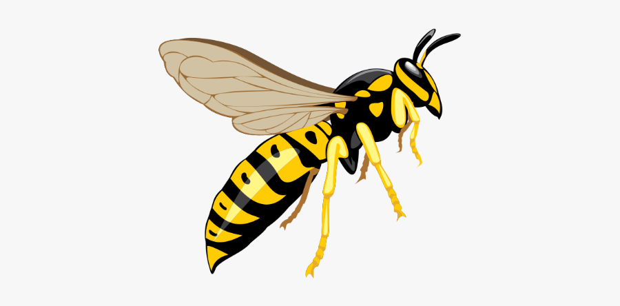 Wasp Png, Transparent Clipart