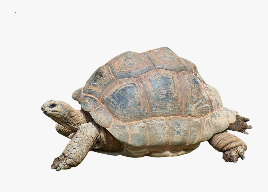 Tortoise Turtle, Transparent Clipart