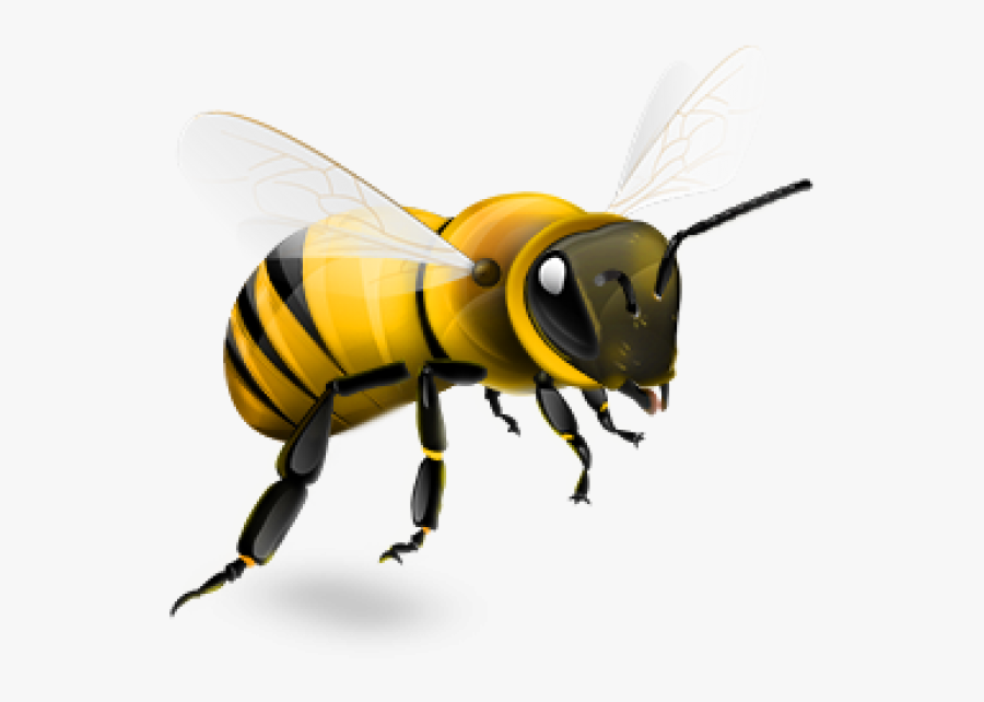 Transparent Background Bee Png, Transparent Clipart