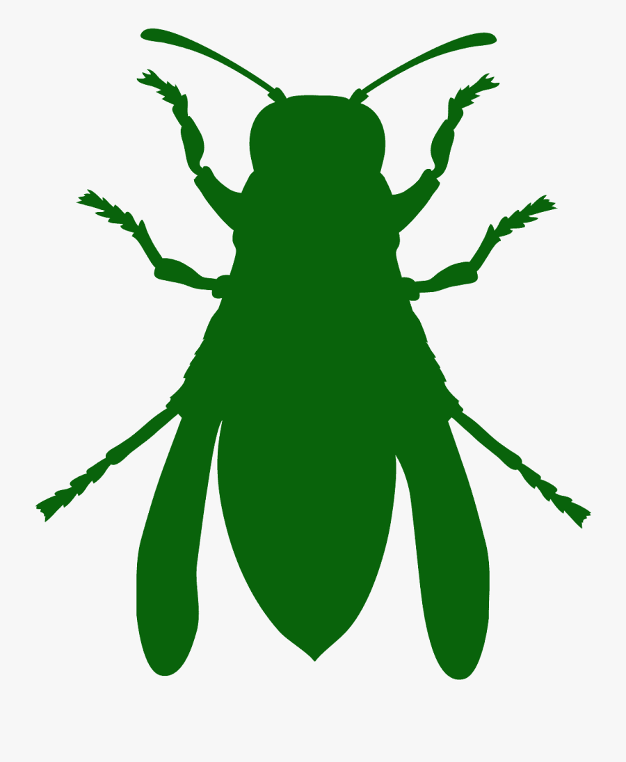Weevil, Transparent Clipart