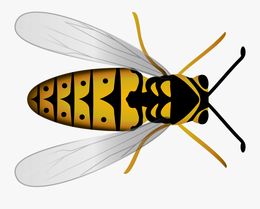 Fly,honey Bee,pollinator, Transparent Clipart