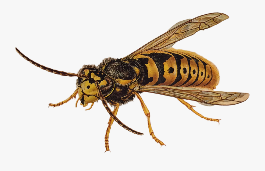 Wasp Png - Wasp, Transparent Clipart