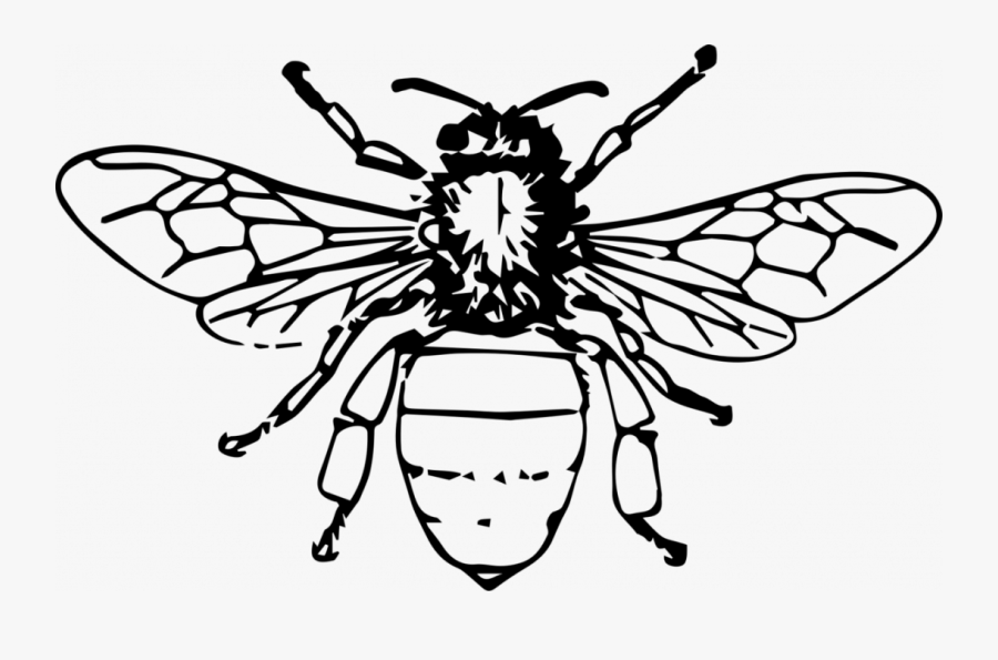 Honey Bee Drawing Png, Transparent Clipart