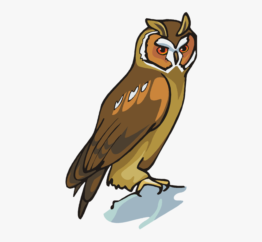 Owl Coloring Pages Colored, Transparent Clipart