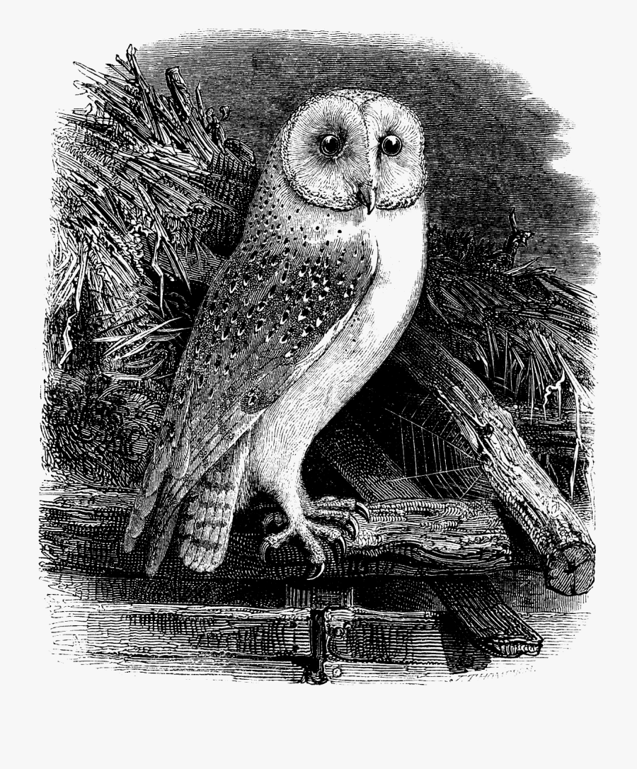 Barn Owl Clipart - Owl, Transparent Clipart