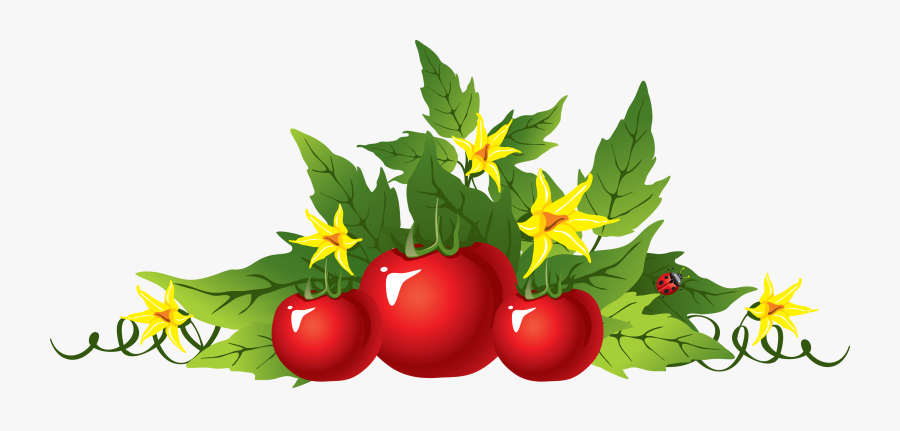 Tomatoes Clipart Drawing - Tomato Vines Clip Art, Transparent Clipart