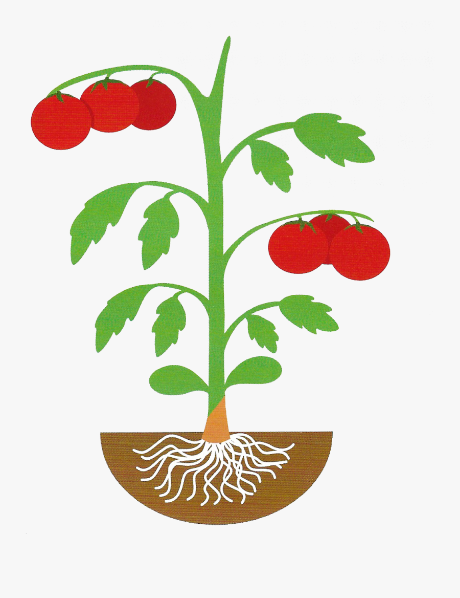 Rootstocks Archives - Cucumber Crop Png Clipart, Transparent Clipart