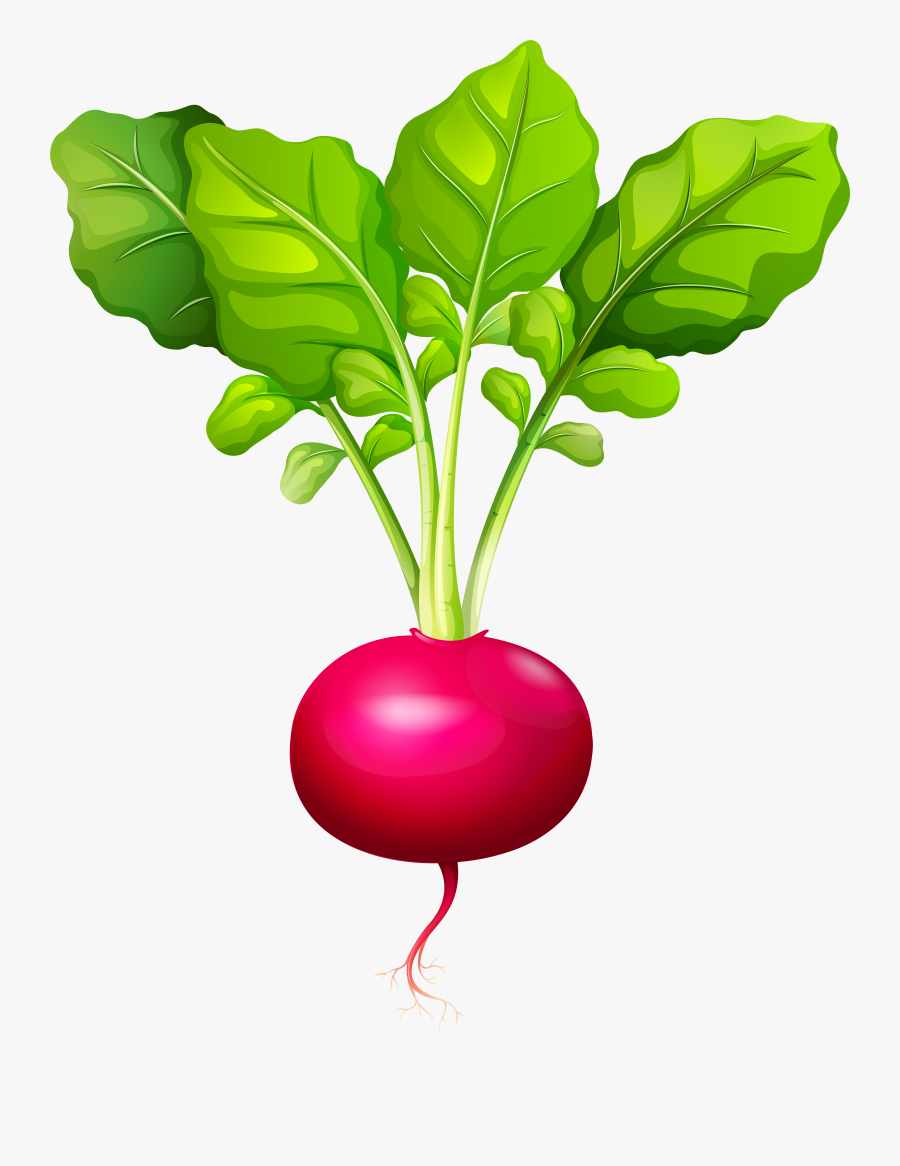 Radish Png Clip Art, Transparent Clipart