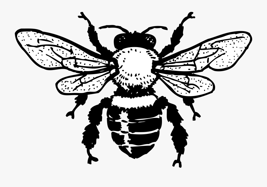 Bee Hive Clipart Drawn Bee - Clip Art Black And White Bee, Transparent Clipart