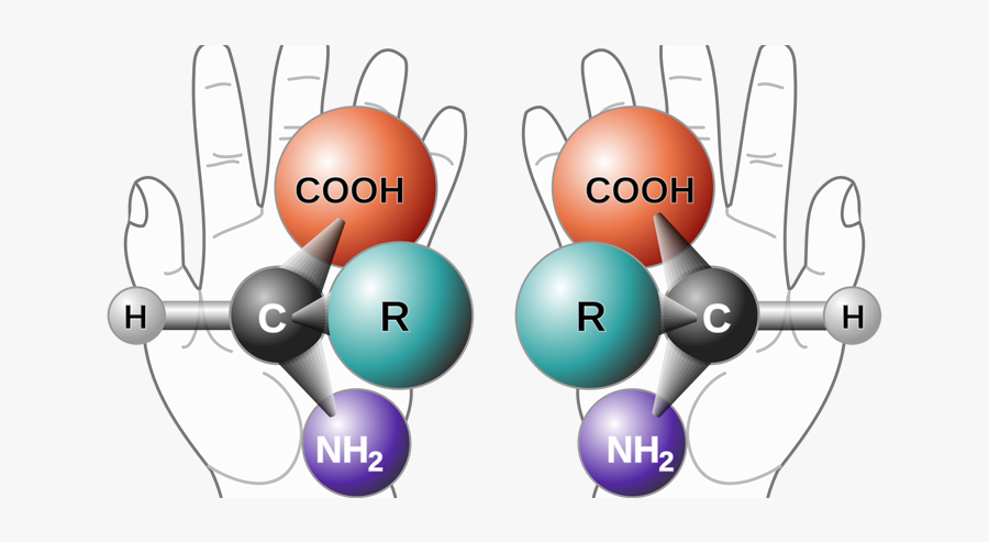 Chemical Difference Between Natural And Synthetic Vitamins, Transparent Clipart
