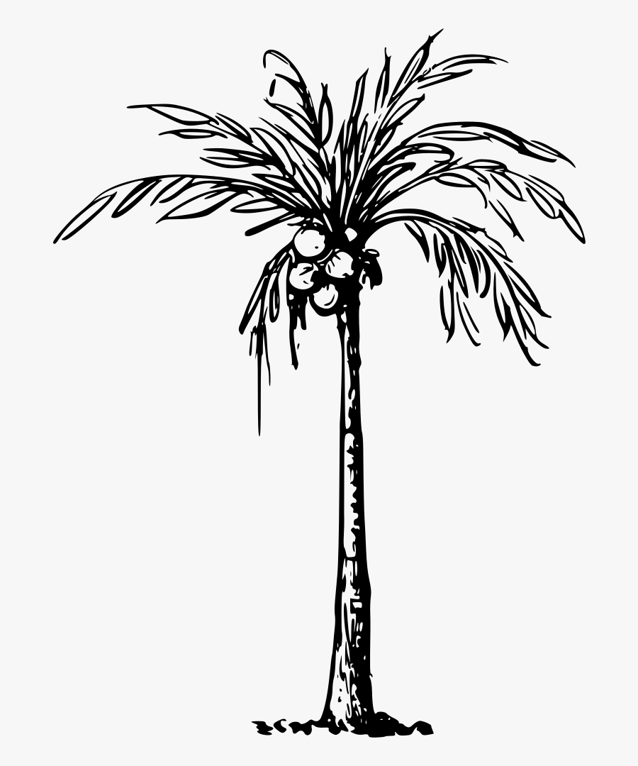 Transparent Palm Tree Silhouette Png - Clipart Of Coconut Tree, Transparent Clipart