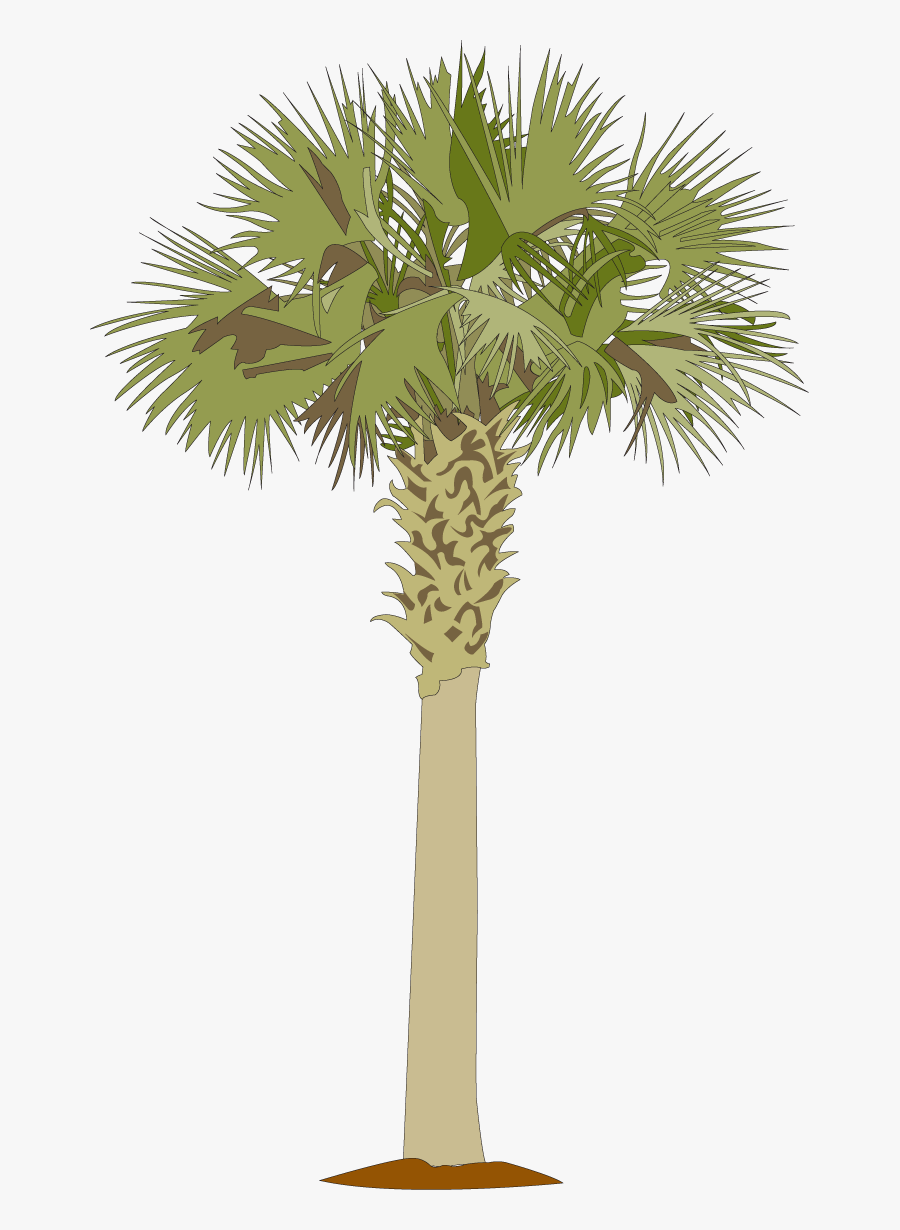 Perfect Palmetto Tree Clip Art Medium Size - Palmetto Tree Clipart, Transparent Clipart