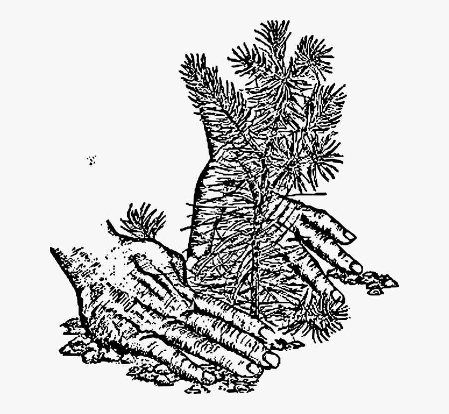 Spruce Fir Christmas Tree Tree Planting - Tree Clip Art, Transparent Clipart