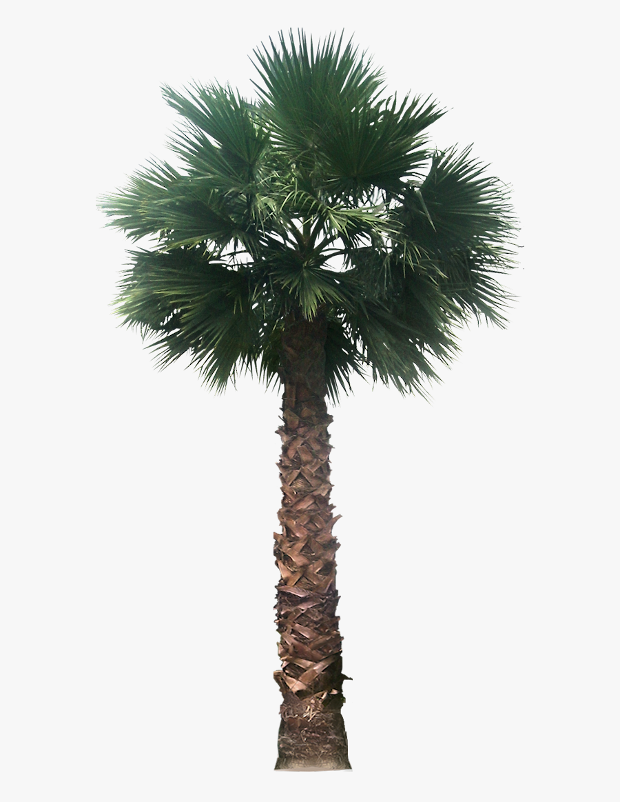 Clip Art Desert Palm Trees - Transparent Background Tree Png Hd, Transparent Clipart