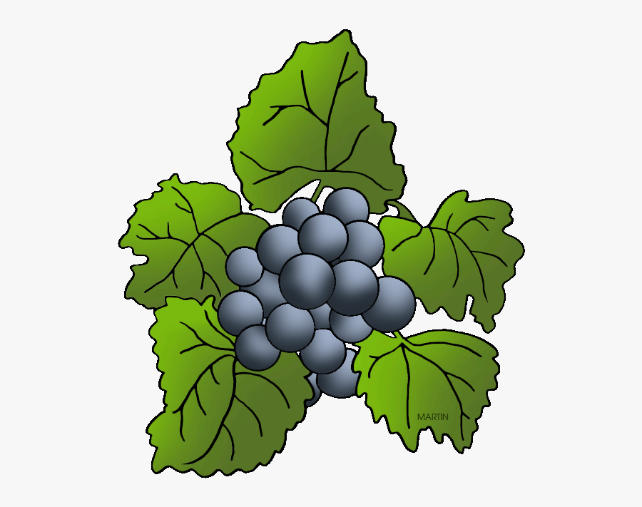 Purple Grapes - Seedless Fruit, Transparent Clipart