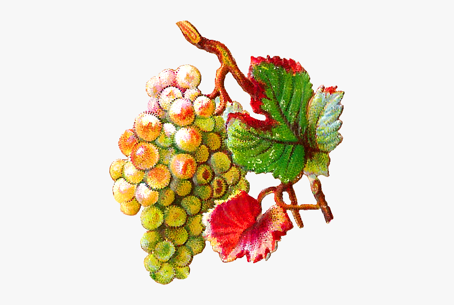 Vintage Grapes Png, Transparent Clipart