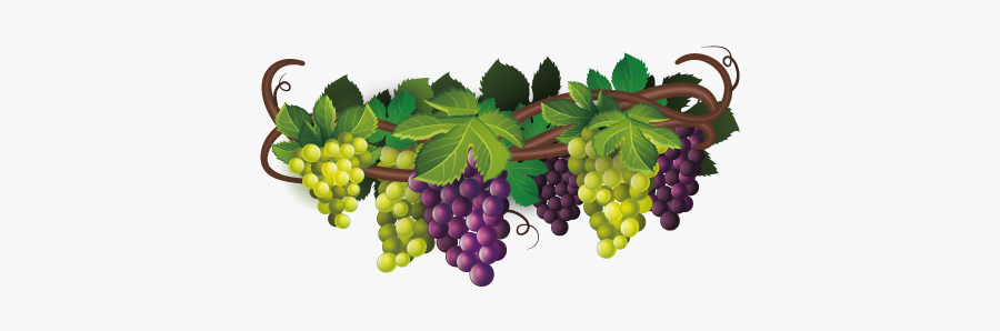 Wine Vine Grapes Clipart, Transparent Clipart