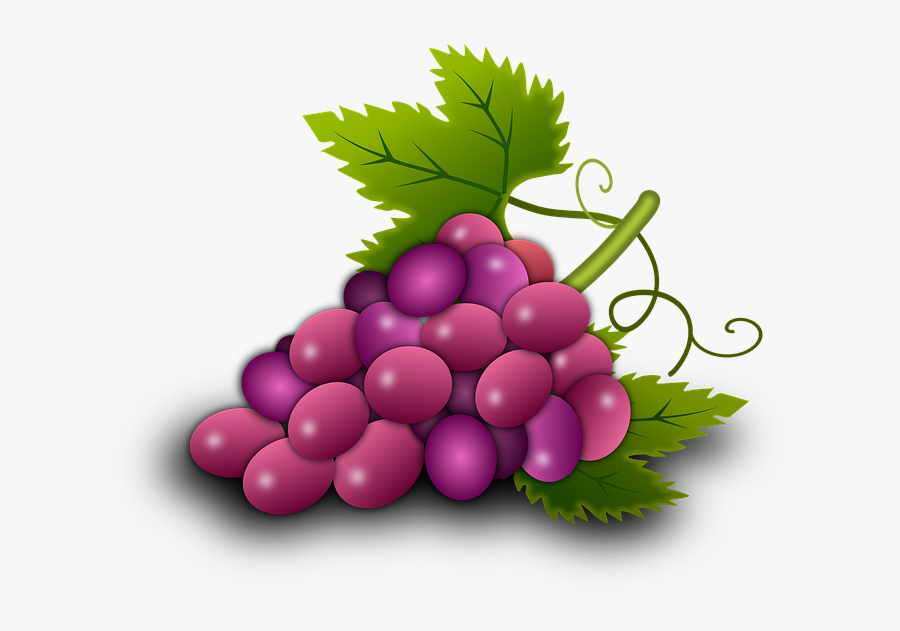 Illustration Grapes Vine Vineyard Wine - องุ่น Png, Transparent Clipart