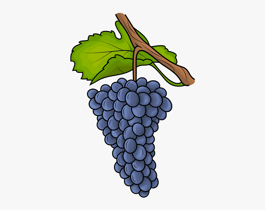 Grapr Vector, Transparent Clipart