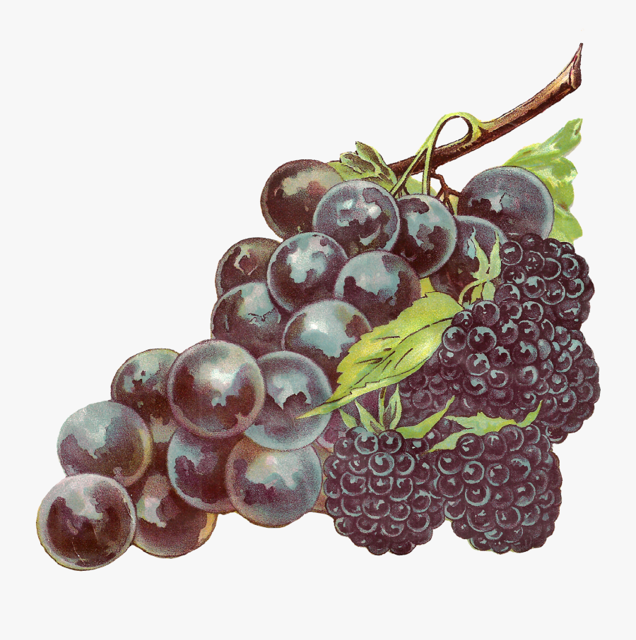 Blackberry Grapes, Transparent Clipart
