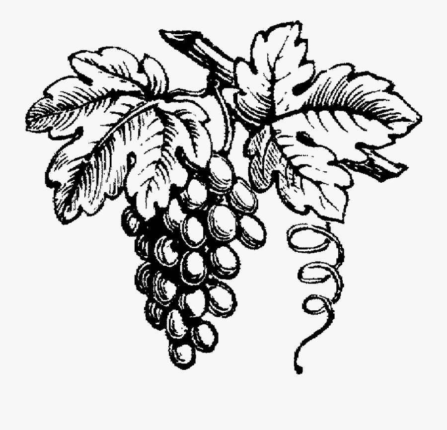 Wine Drawing Winery For Free Download - Black And White Wine Grapes, Transparent Clipart