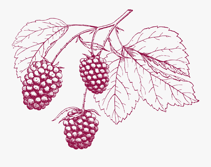 Clip Art Grape Template - Cranberry Illustration Png, Transparent Clipart
