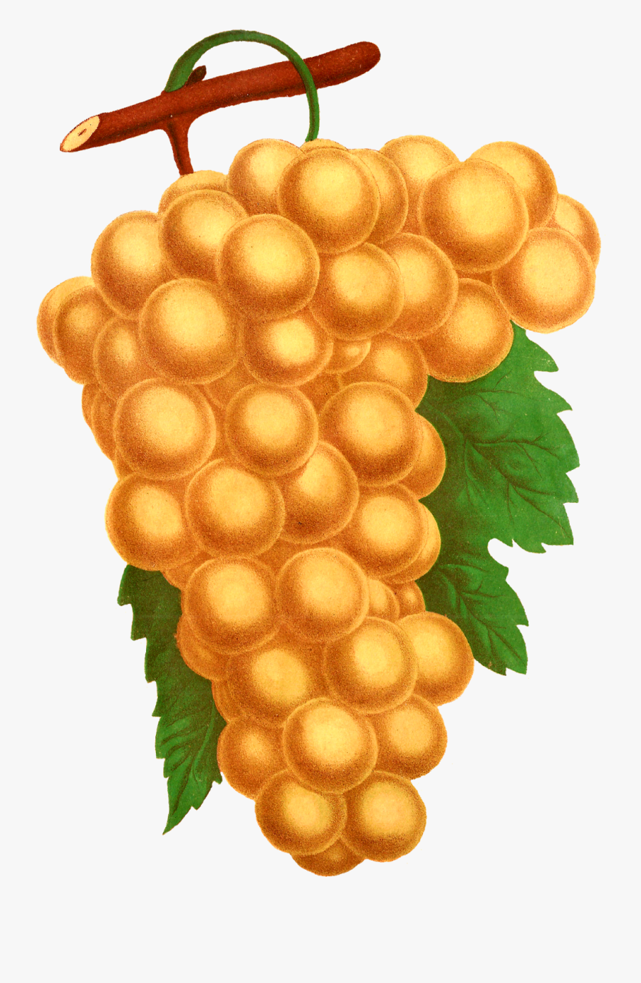 Grapevine Clipart Illustration, Transparent Clipart