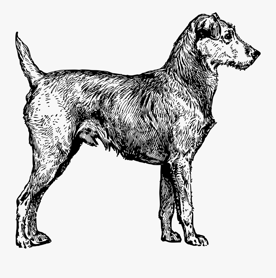 Irish Terrier - Irish Wolfhound Clip Art, Transparent Clipart