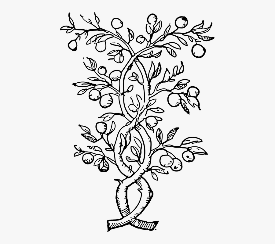 Plants Climbers Vines Black And White Leaves Stems - Outline Of Orange Tree, Transparent Clipart
