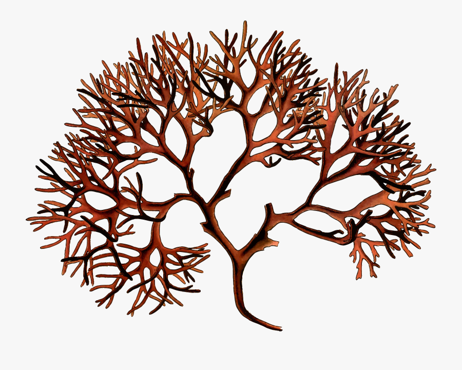 Irish Moss Clip Arts - Irish Moss Png, Transparent Clipart