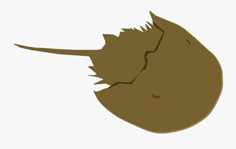 Head,leaf,jaw - Horseshoe Crab Transparent Background, Transparent Clipart