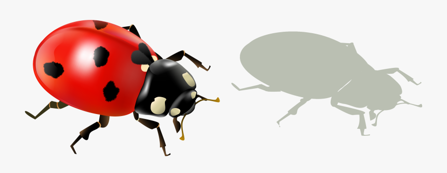 Ladybug Insect Png Transparent Image - Lady Bug Png Transparent, Transparent Clipart