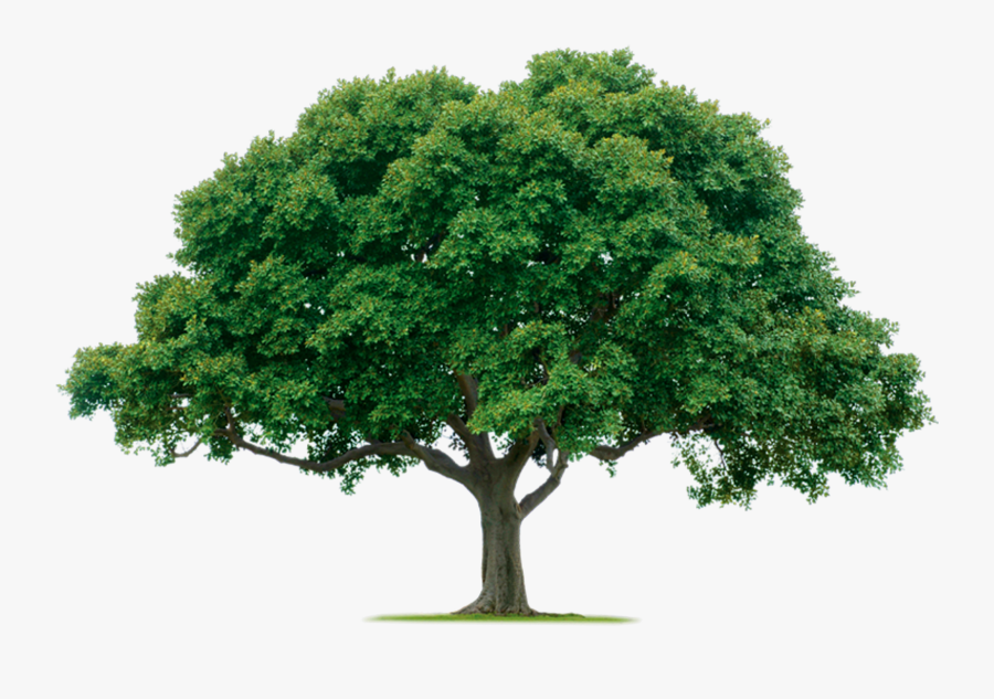 Family Reunion Tree Png Transparent Family Reunion - Tree Png, Transparent Clipart