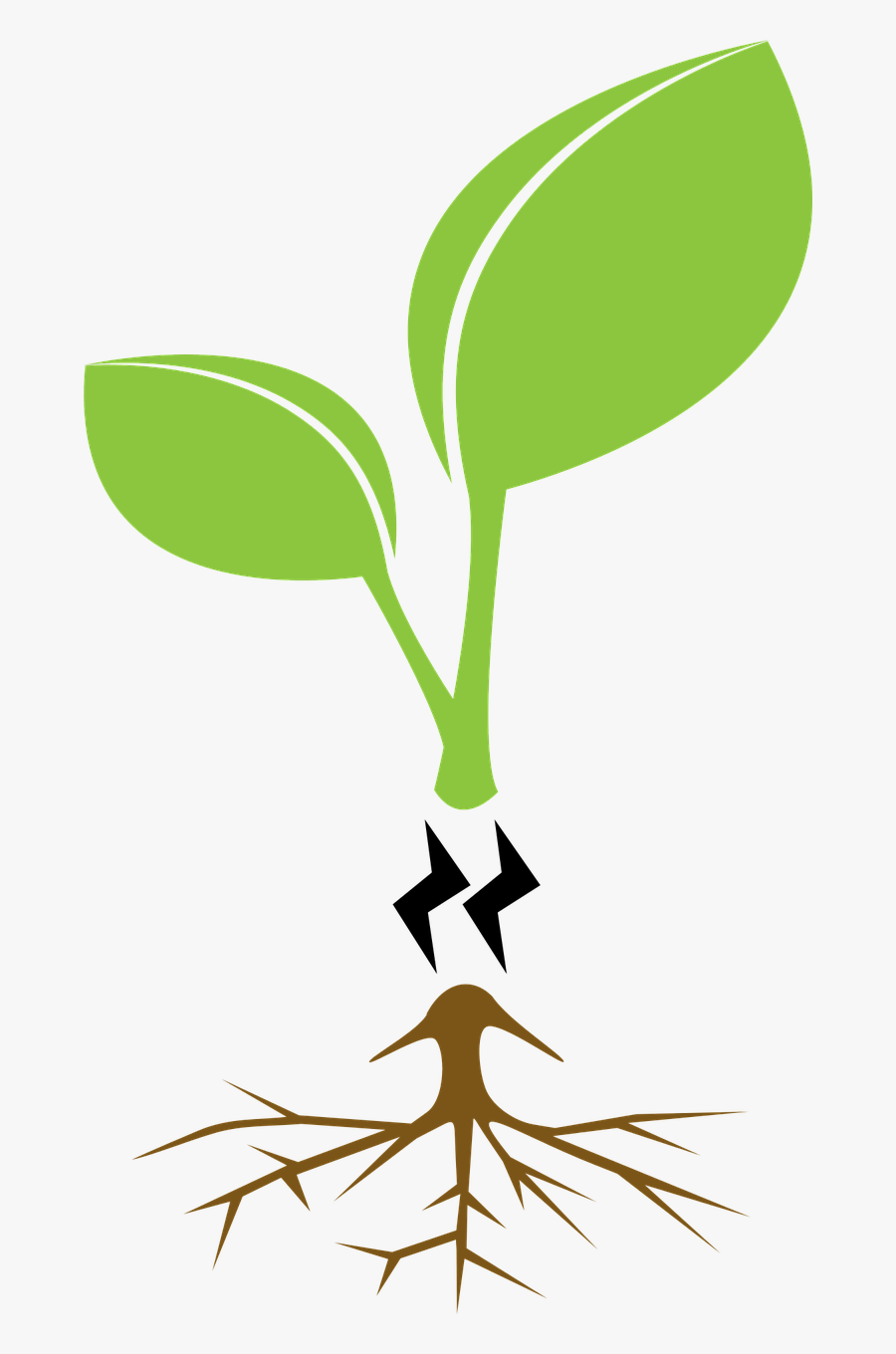 Family Tree Genealogy Generation Free Commercial Clipart - Tree Clip Art, Transparent Clipart