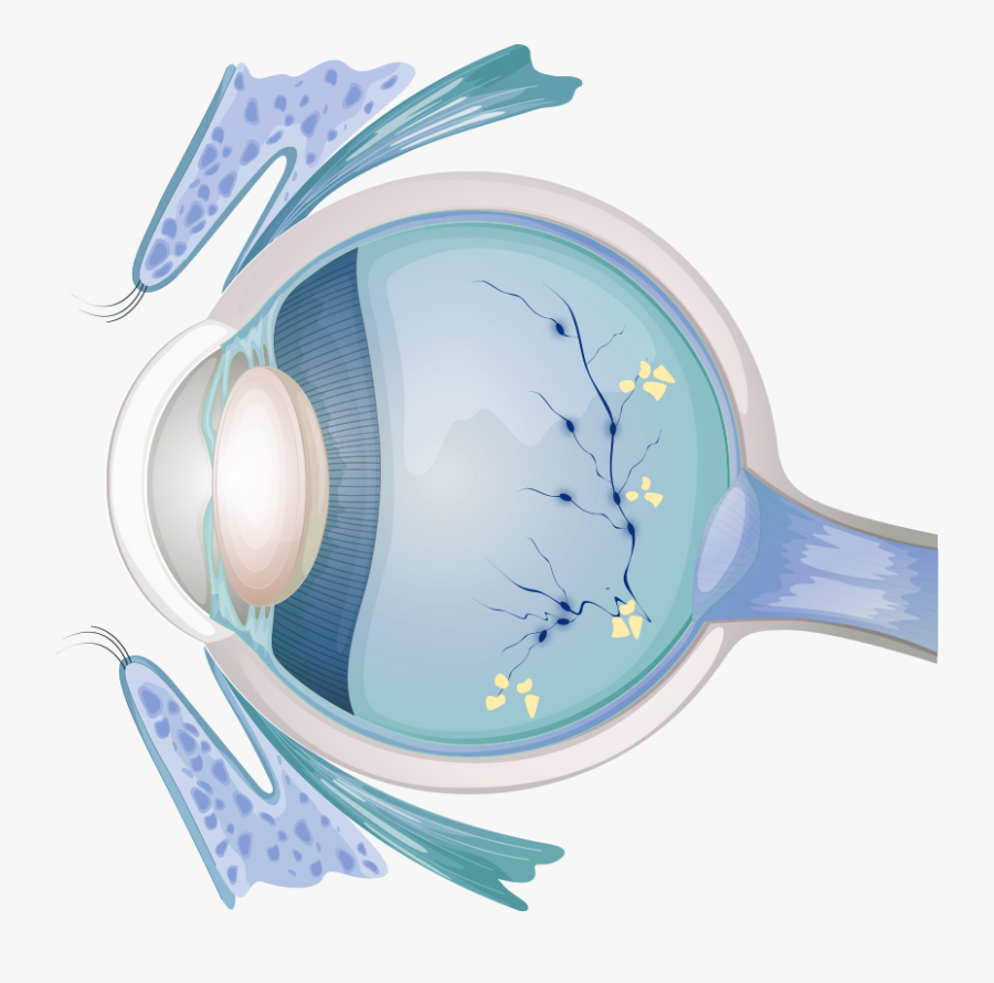 Eye Examination, Transparent Clipart