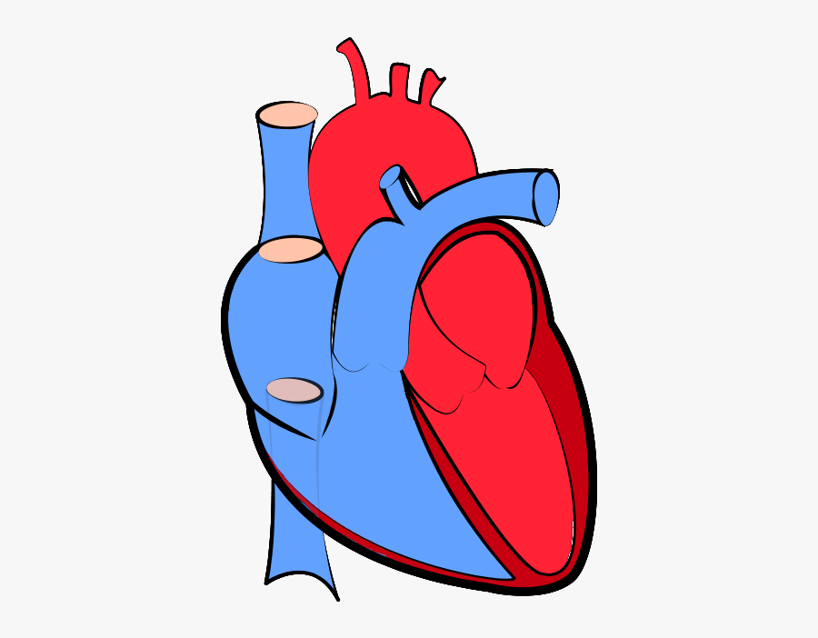 Researchers Discover A Protein Which Could Treat Various - Transparent Background Human Heart Png, Transparent Clipart