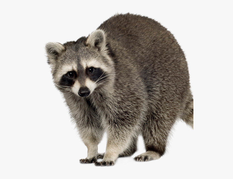 Racoon Clipart Mammal - Racoon Transparent, Transparent Clipart
