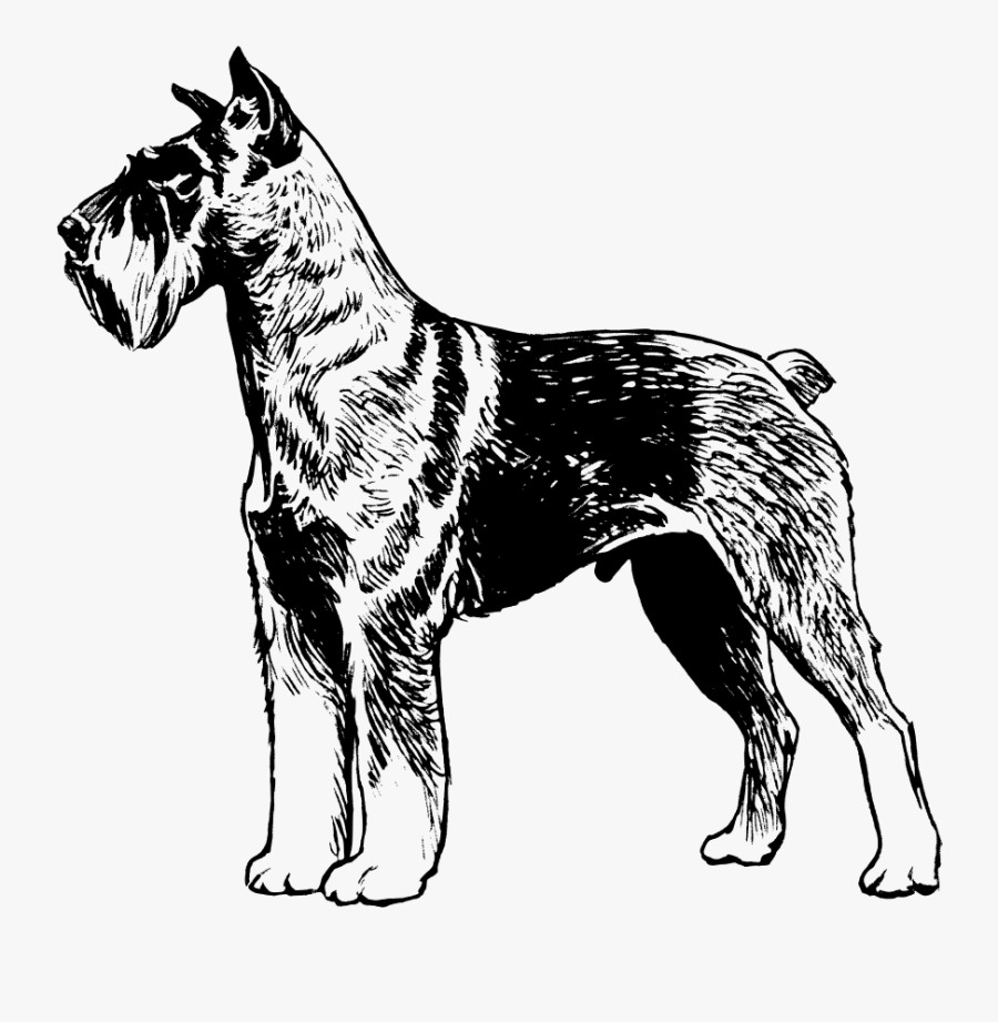 Free Schnauzer - Great Dane Dog Vector Draw, Transparent Clipart