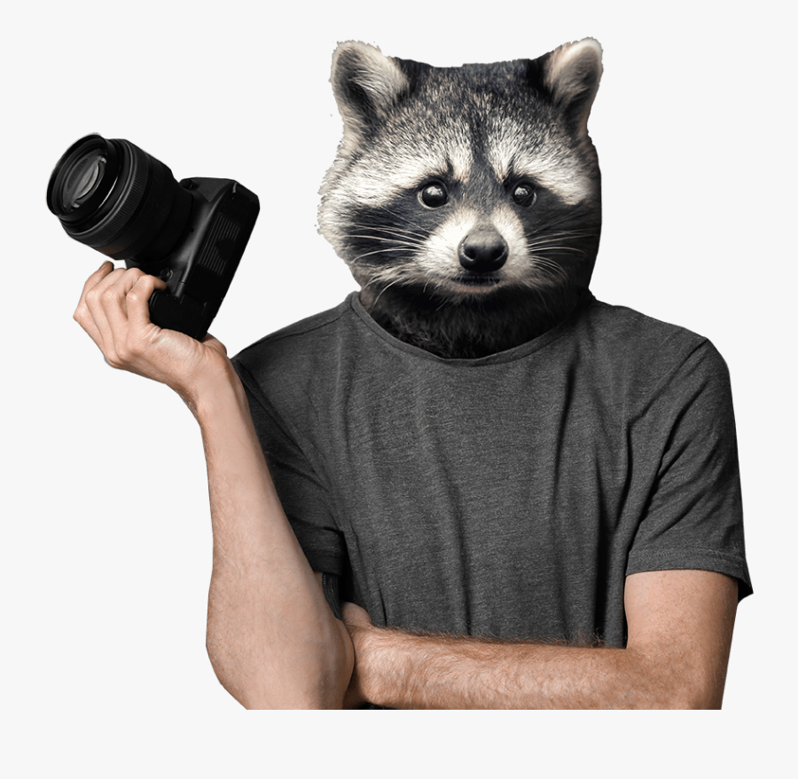 Racoon Stock - Raccoon Photographer, Transparent Clipart