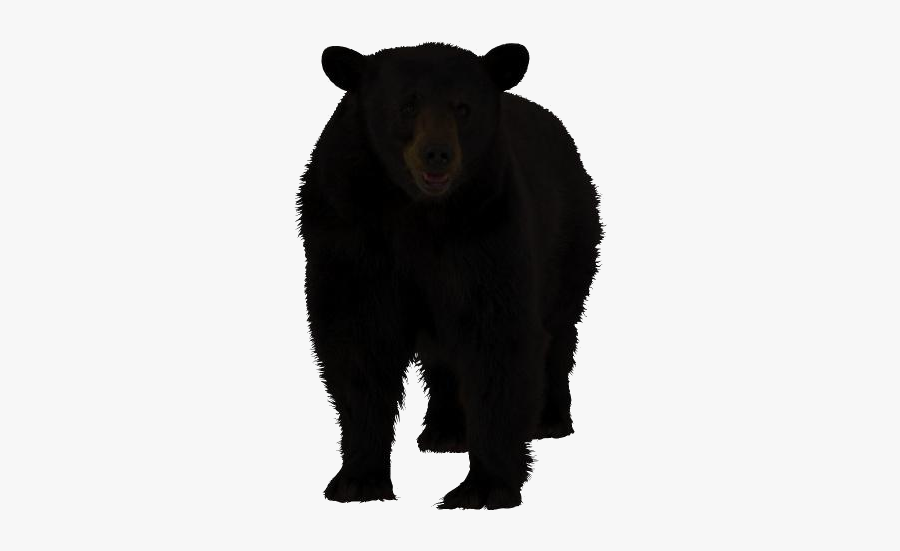Black Bear Clipart Transparent Background - Animals Ending With E, Transparent Clipart