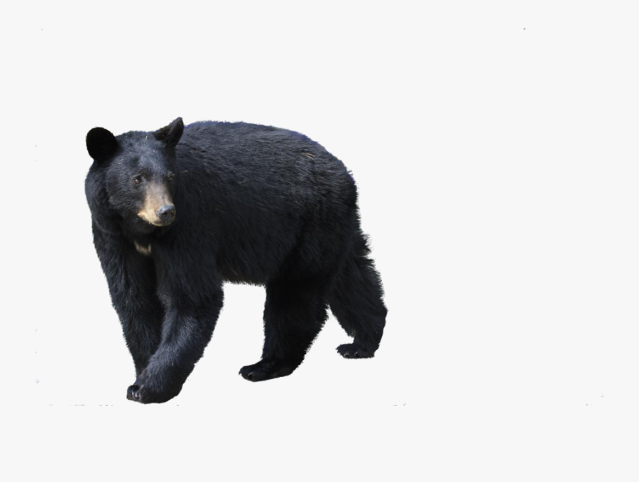 American Black Bear White Background, Transparent Clipart