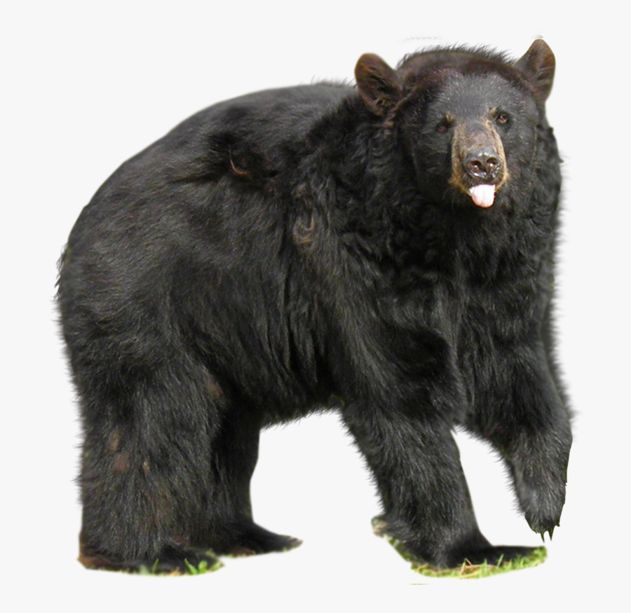 Bear Png Free Images - Black Bear No Background, Transparent Clipart