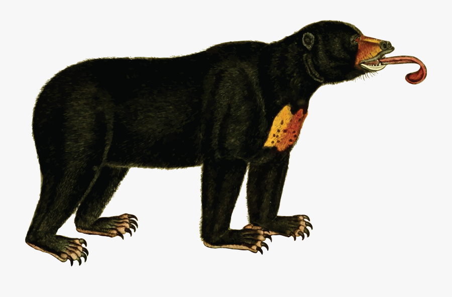 Wildlife,big Cats,carnivoran - Sun Bear No Background, Transparent Clipart